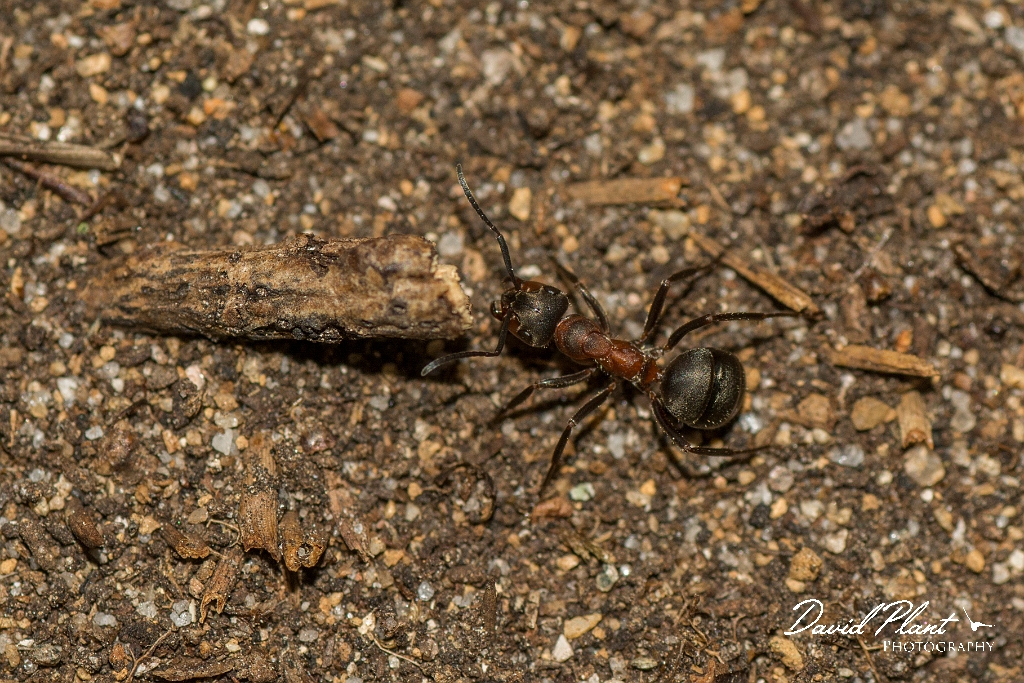 David Plant Photography - Wildlife Photography - Formica aquilonia - B.jpg - Scottish wood ant, Formica aquilonia - Highlands